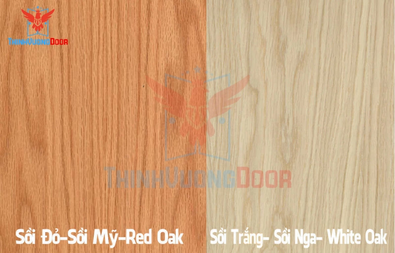 Phân loại gỗ sồi phổ biến trong sản xuất cửa: Sồi trắng, Sồi đỏ, Sồi Nga, Sồi Mỹ