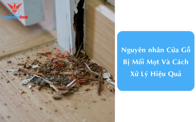 Nguyên nhân Cửa Gỗ Bị Mối Mọt Và Cách Xử Lý Hiệu Quả